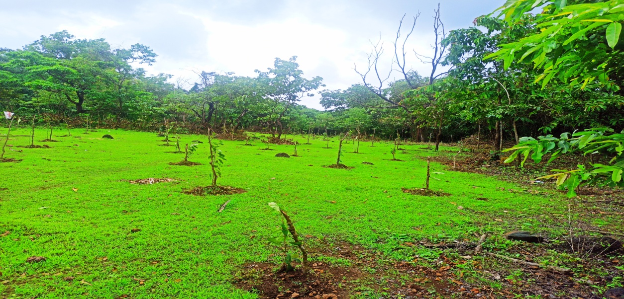 Assisted Natural Regeneration Artificial Regeneration